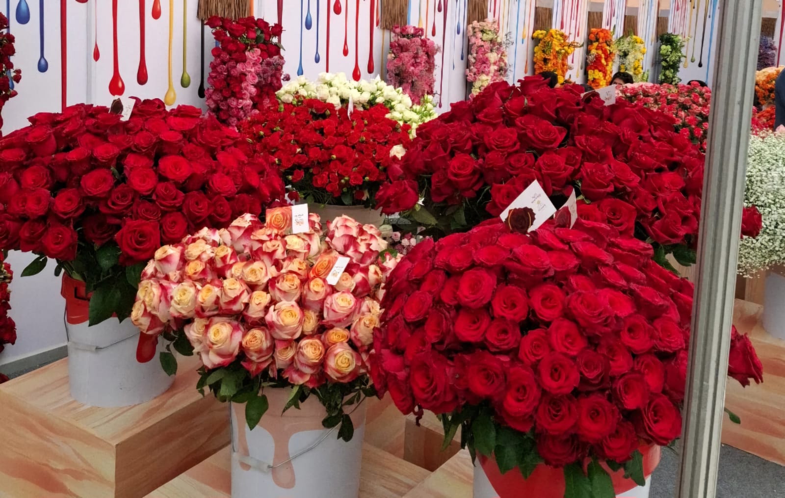 Kenya Takes Bold Steps to Address European Union (EU ) Regulations on Rose Exports